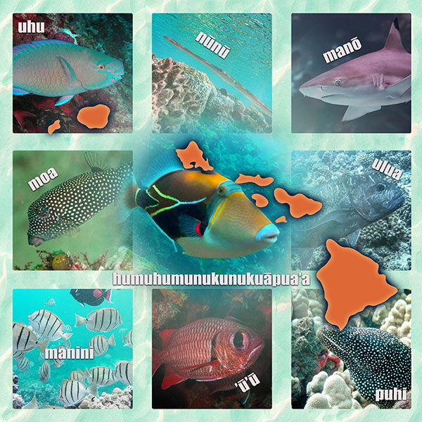 hawaiian fish educational image